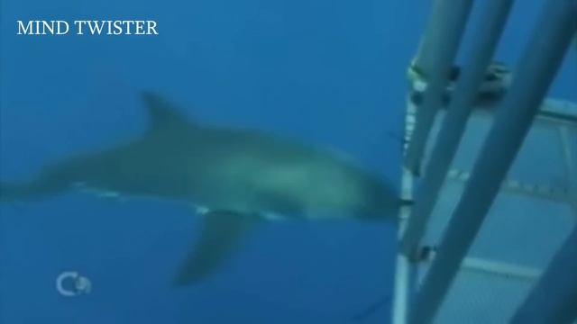 Megalodon VS Mosasaurus. Who Would Win? смотреть онлайн