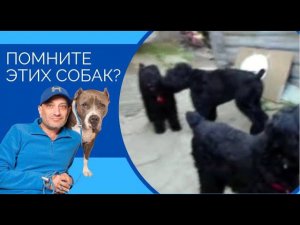 Друзья, помните этих собак ???