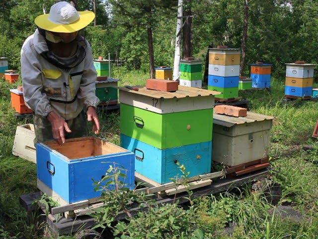 объединяю слабые семьи на медосбор и меняю маток смотреть онлайн