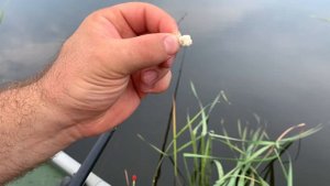 Как насадить манку (болтушку) на крючек?