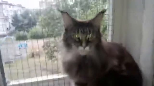 Мейн-кун Кенди смотреть онлайн