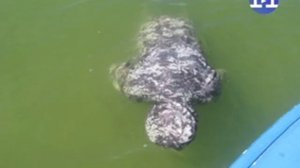 утопленник