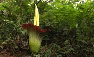 Аморфофаллус титанический (Amorphophallus titanum) - самый большой и дурно пахнущий цветок в мире.