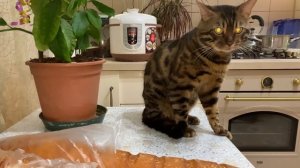 Кот ?  и страшный батон ??