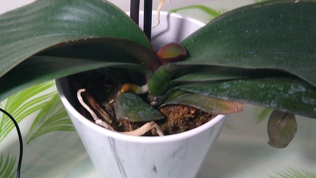 How to make Phalaenopsis rebloom ？！ смотреть онлайн