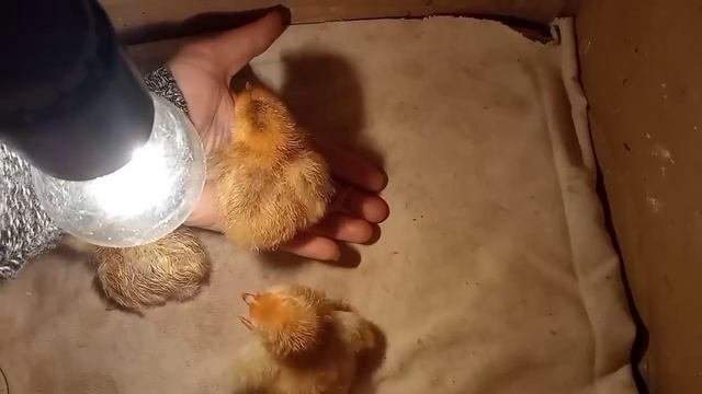 Под курицей квочкой выводятся цыплята. Курицу не пересаживала, она сидит со всеми курами в курятник