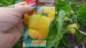 Перец сладкий ЛИМОННОЕ ЧУДО. Обзор сортов ПЕРЦЕВ!