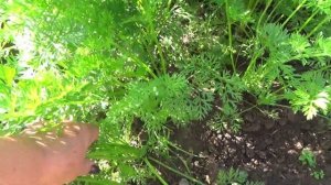 Уход за морковью летом от А до Я. Секреты выращивания