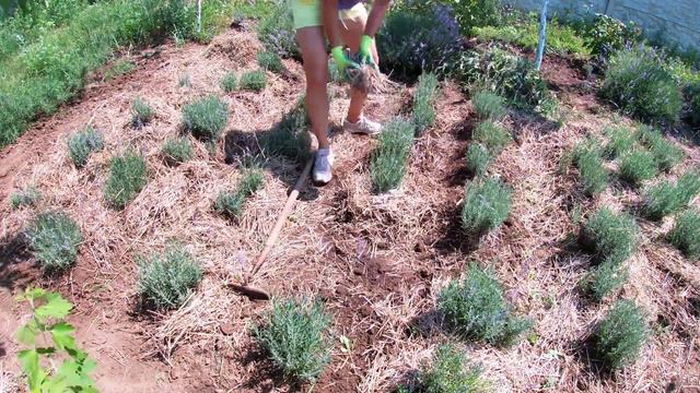 Как проводить уход за лавандой летом? смотреть онлайн