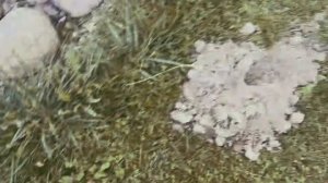 Сад осенью требует ухода.  Сентябрь на даче. Уход за садом .