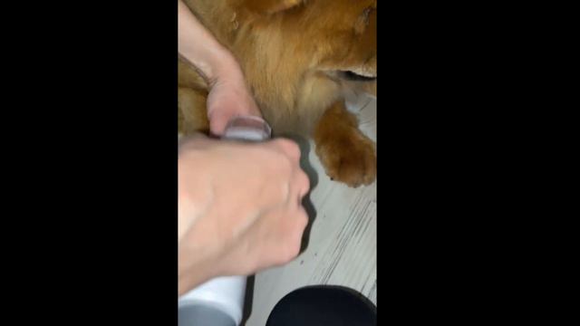 Вычесывание, стрижка животных. Набор для домашнего груминга, вакуумное всасывание смотреть онлайн