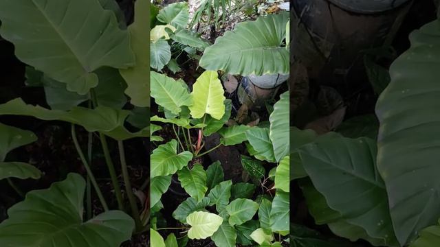 Philodendron Green Moss Variegata - Tanaman Hias Varigata