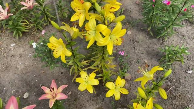 ЦВЕТЕНИЕ РОЗ и ЛИЛИЙ 2021??. Ооо, ЧАВКАЕТ... АЖ СЛЫШНО!!!??? смотреть онлайн