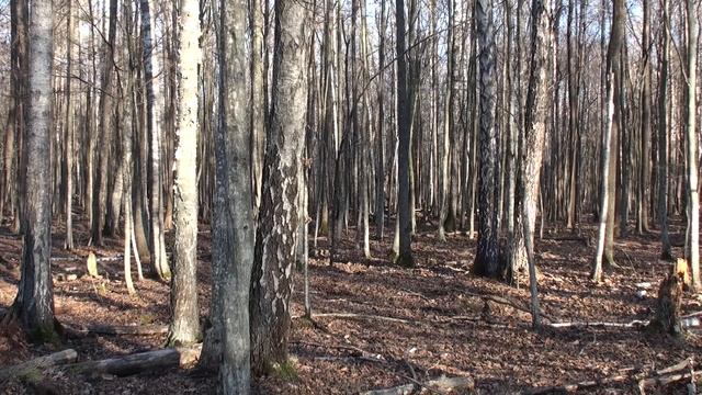 Охота на кабана с карабином Меркель RX HELIX смотреть онлайн