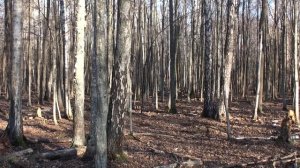 Охота на кабана с карабином Меркель RX HELIX