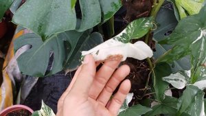 Syngonium podophyllum aurea variegata after 2 months of planting