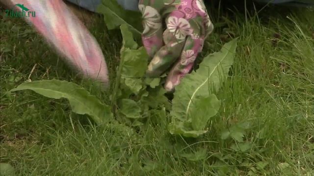 Борьба с сорняками - 7 дач смотреть онлайн