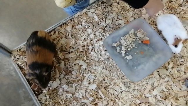 3D иллюзии и джунгли парк в Николаеве. смотреть онлайн