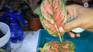 Aglaonema Venus chance propagation through tip cutting process.