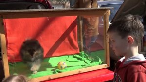 VLOG Староконный рынок животные смотрим играемся VLOG animal pet market