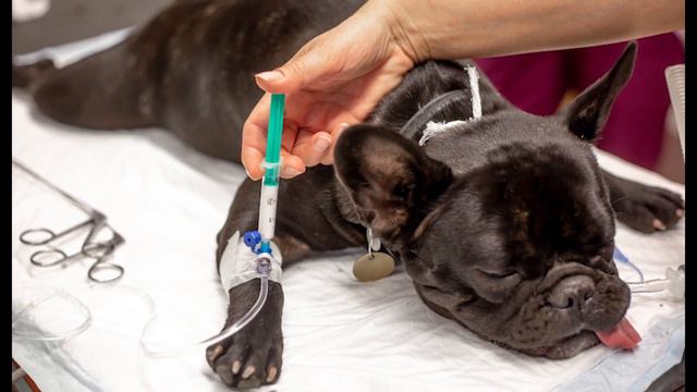 todo sobre el corte de orejas a un perro conoce las ventajas y todo sobre el pitbull apbt y otros смотреть онлайн