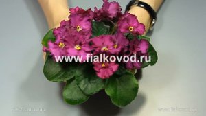 АВ-Мальвина