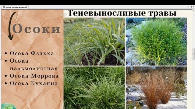 Все о злаковых травах. 4. Теневыносливые травы