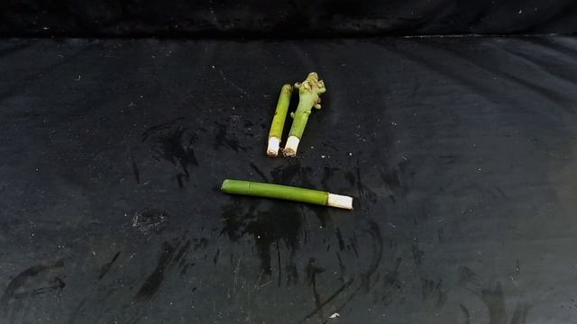 How to produce mango saplings from young branches of mango in simple method смотреть онлайн