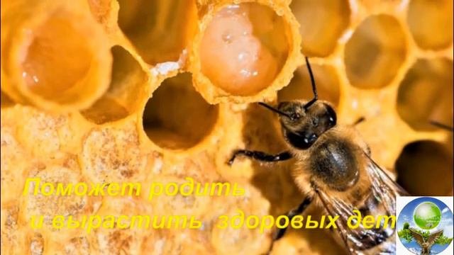Маточное молочко Дети