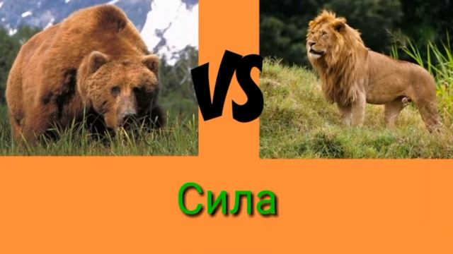 Медведь против Льва.Версус смотреть онлайн