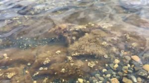 КРИНИЦА Самый лучший курорт Краснодарского края !!! Отдых на море с семьей