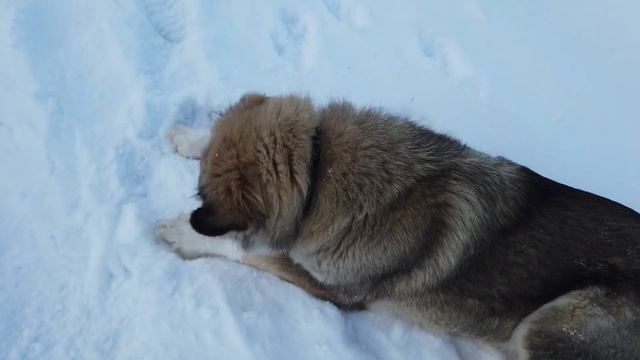 Жизнь в деревне зимой. Чижик и Баффи на прогулке. смотреть онлайн