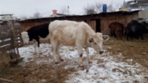 Телочки играют??