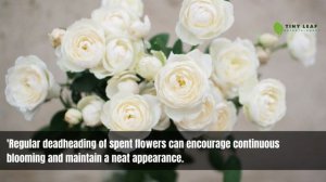 'Fair Bianca' Rose | Rosa 'Fair Bianca' | English Roses