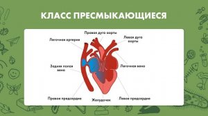Биология 8 класс. Круги кровообращения