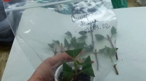 Черенкование гортензии в сентябре. Много черенков занимают мало места)))