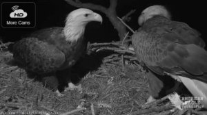 AEF NEFL Eagle Cam 12-30-18: Early Morning Nest Action