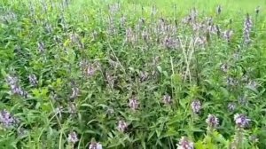 Чистец болотный (Stachys paiustris)