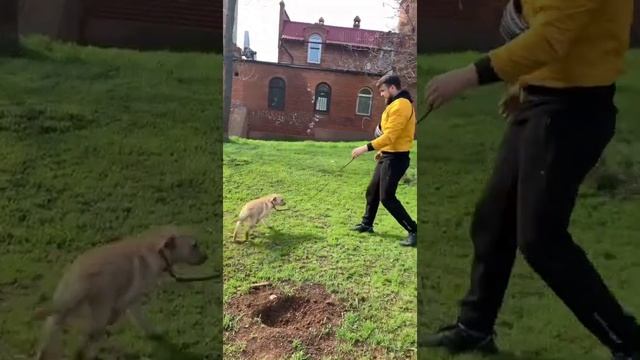 Дрессировка и воспитание щенка
