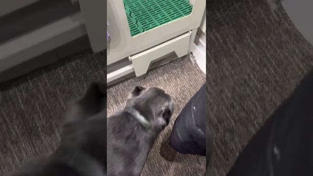 Мыть лапы и спать 🥰#tttt #cane #canecorso #канекорсо #canecorsoitaliano #канекорсоитальяно смотреть онлайн