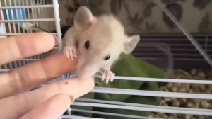 Где лучше покупать крыс? Ответ в этом видео. 🐁🐀🤗🐭