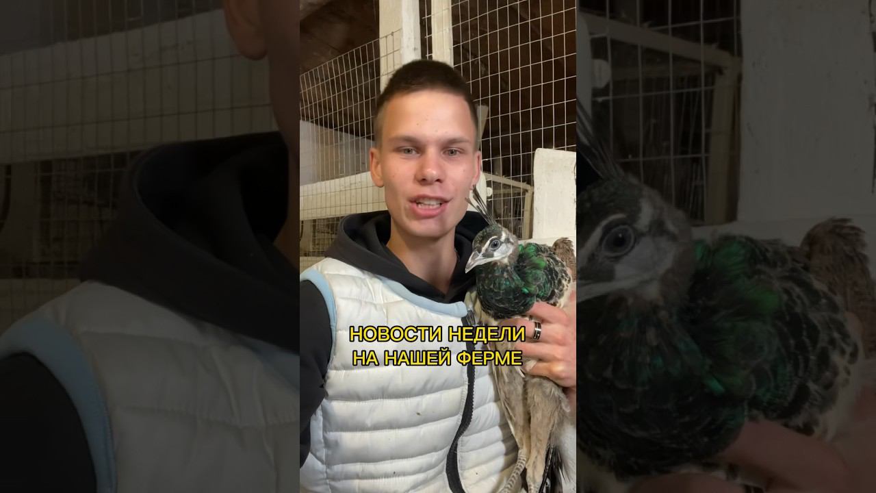 Рубрика «Новости недели на ферме» смотреть онлайн