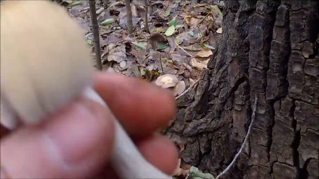 Осенние грибы. Опята. Часть 4. смотреть онлайн