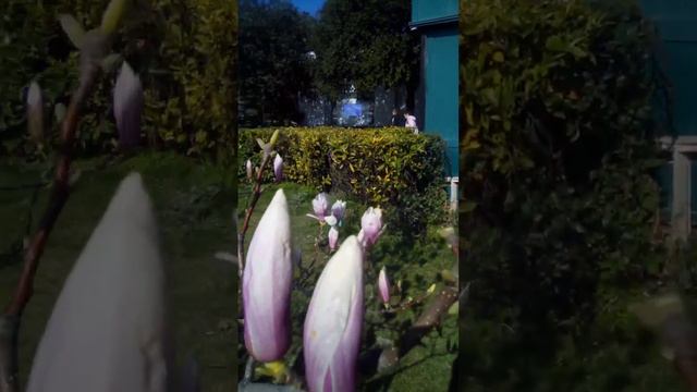 Ялта! магнолия, весна. #жизньуморя #жизньнапенсии