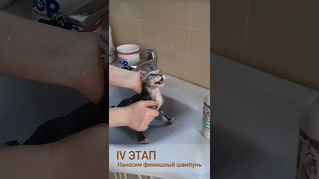 ARMAN PRIDE как помыть котенка смотреть онлайн