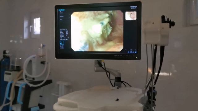 🐶 Гастроскопия при инородном теле - Самборская Никита. Gastroscopy For A Dog With A Foreign Body