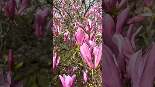 Магнолия - род цветковых растений семейства Магнолиевые #Magnoliaceae #Magnolia