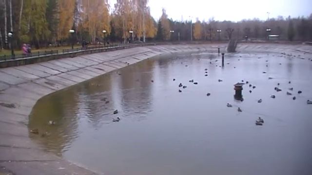 Более 150 уток поселилось в фонтане на ул. Карбышева в Казани. 5