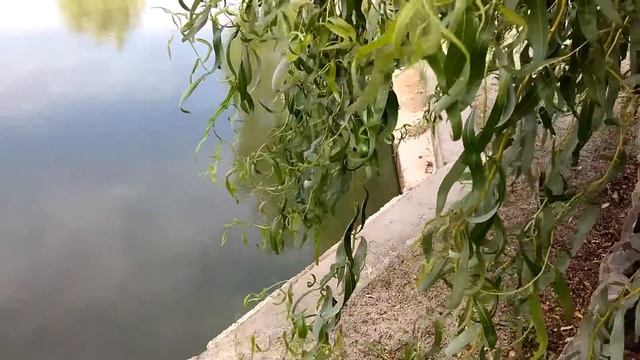 АСМР сказки Сварливая жена. Сказки перед сном нежным голосом.