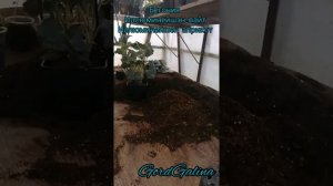 #Бегония #иллюминейшэн#белая#априкот#